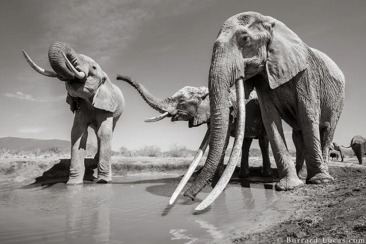 will-burrard-lucas-elephant-queen-land-of-giants-book- (8).jpg