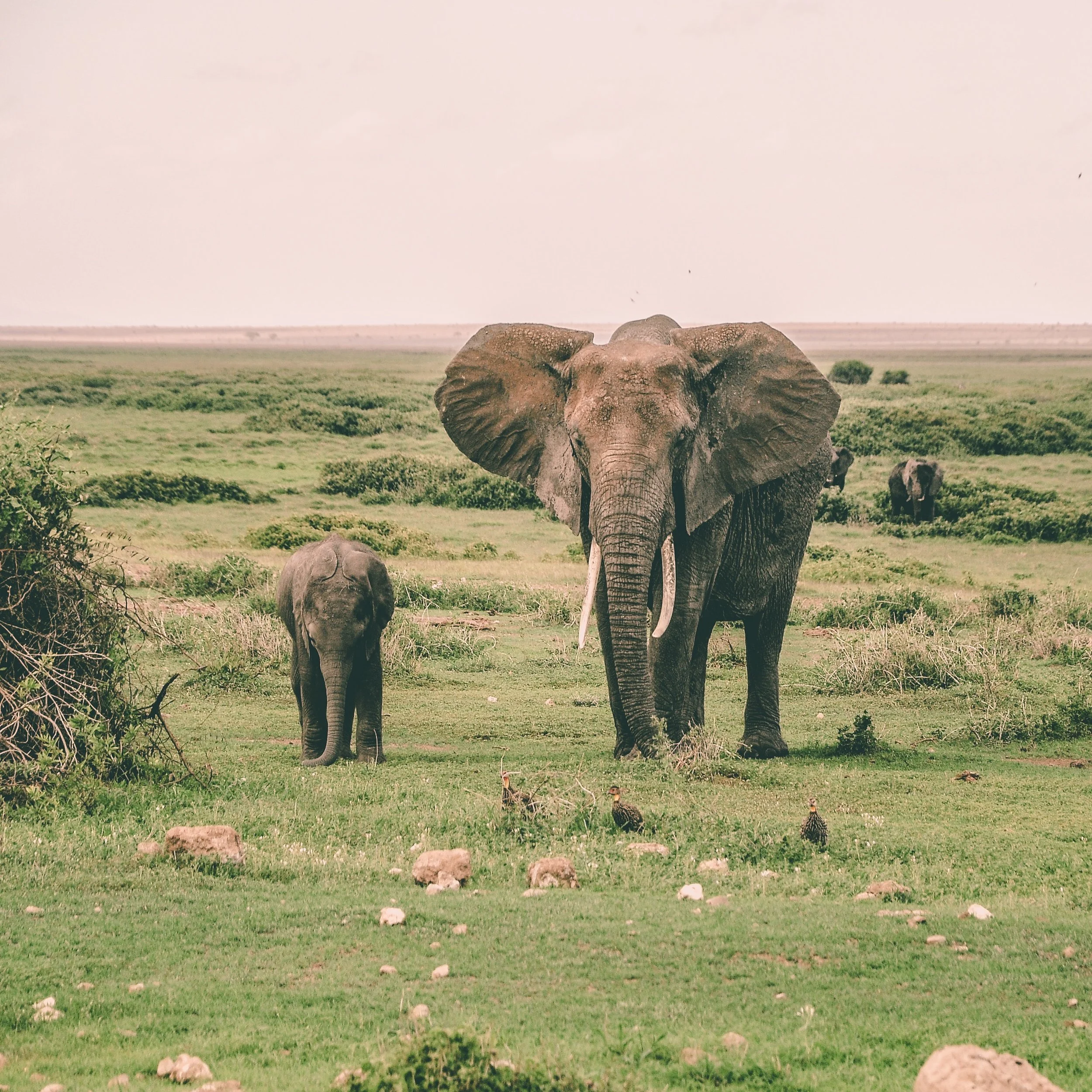 Amboseli National Park, Kenya Photo by Harshil Gudka on Unsplash