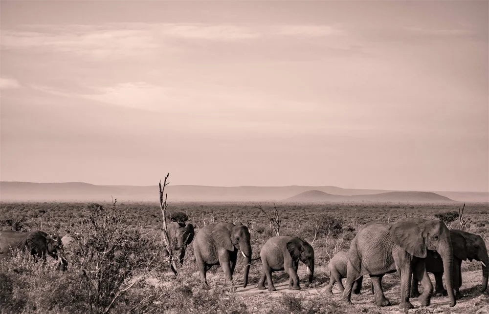 Madikwe, South Africa .jpg