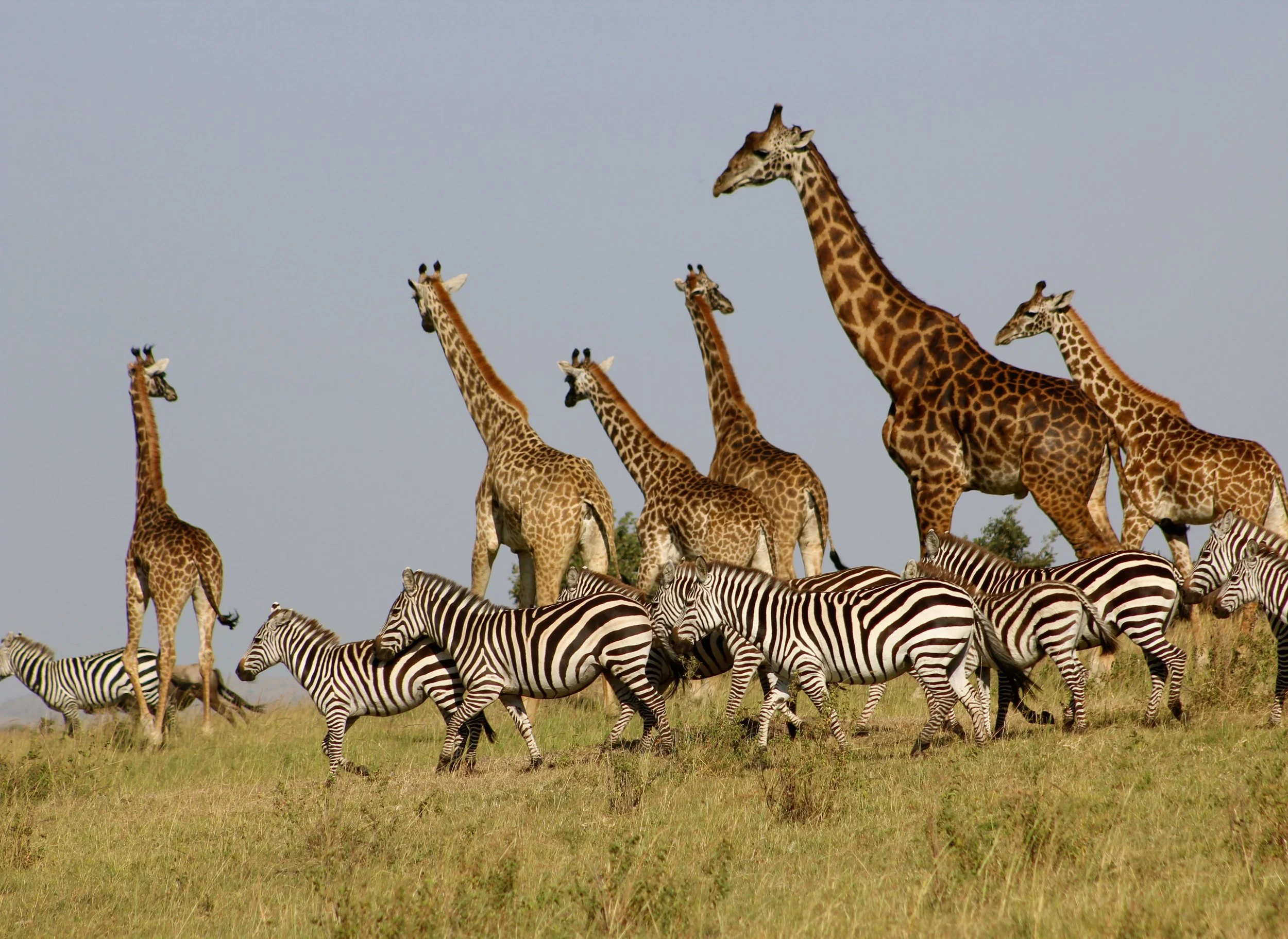 Maasai Mara, Kenya. Photo by Heather M. Edwards on Unsplash