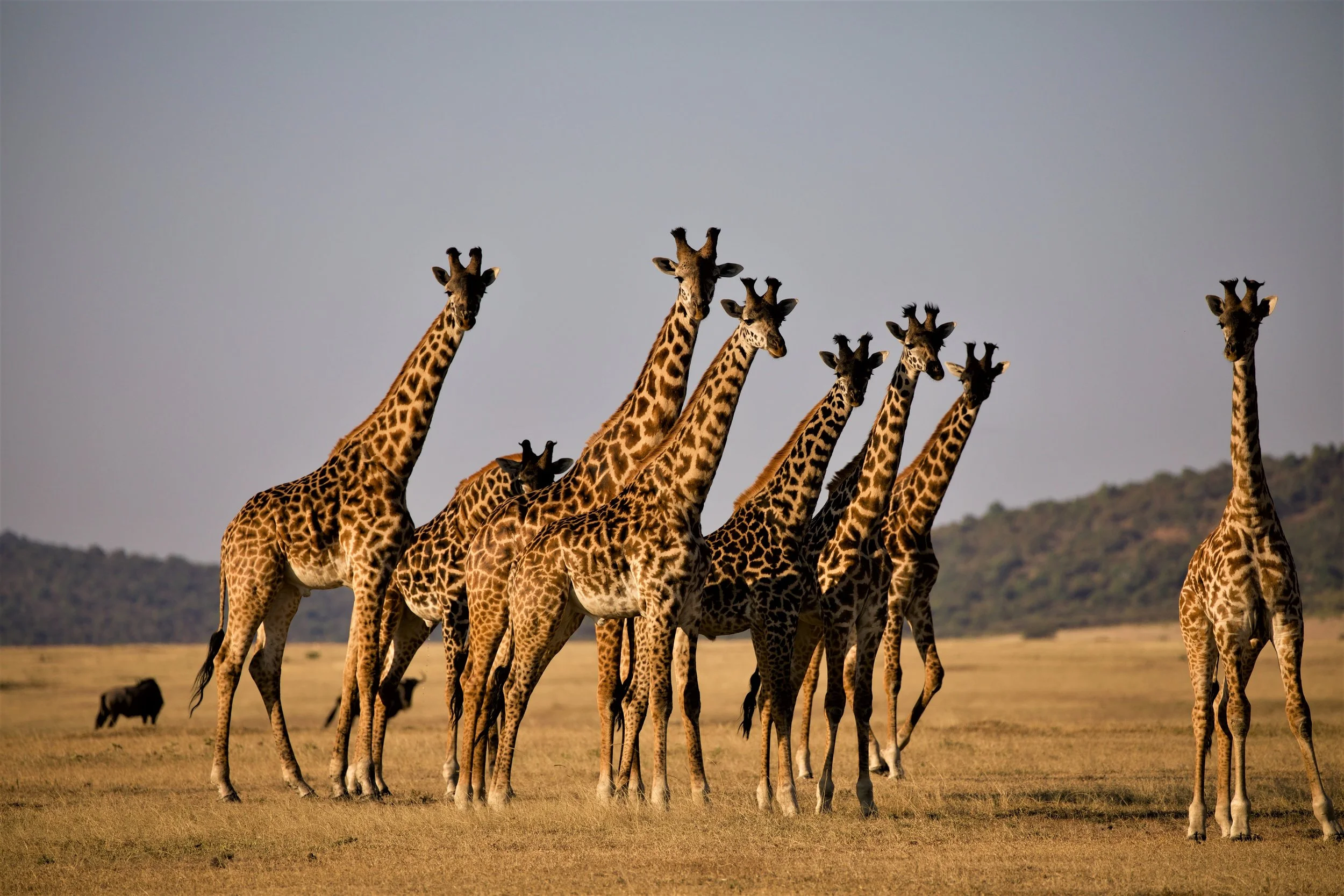 On safari in the Seregeti. Photo by Magdalena Kula Manchee on Unsplash