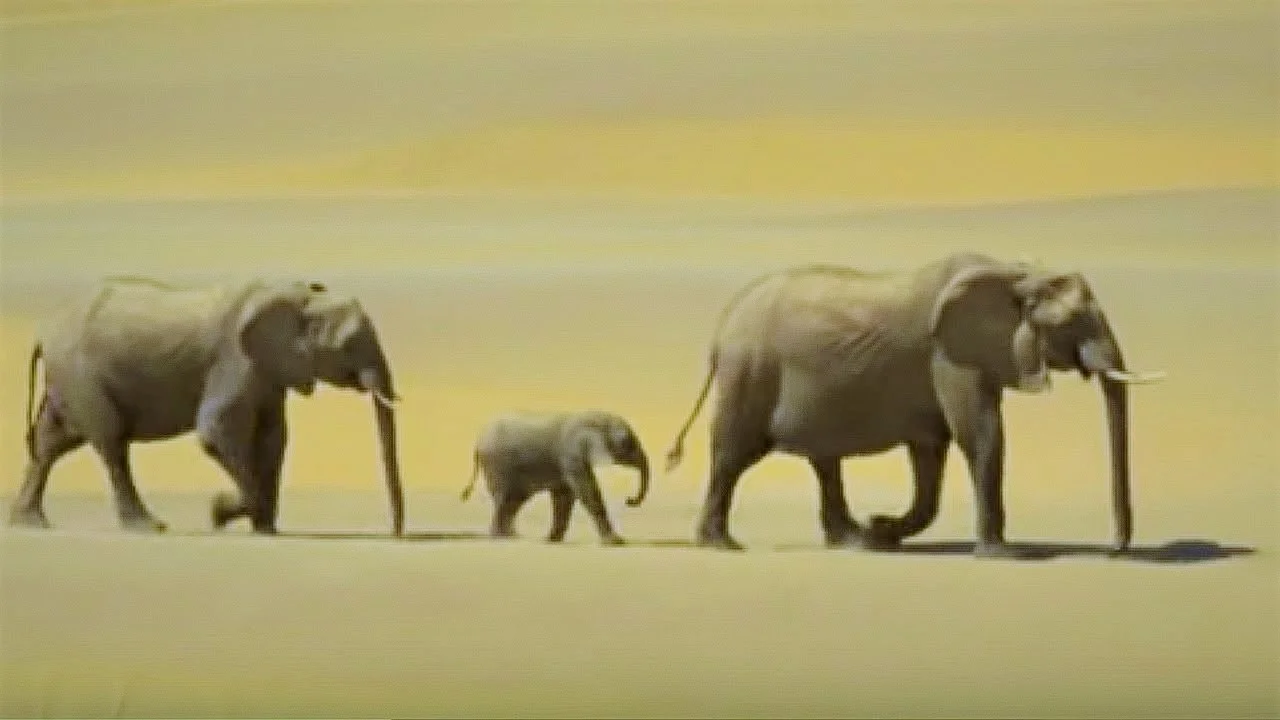 Image via BBC Wild Earth
