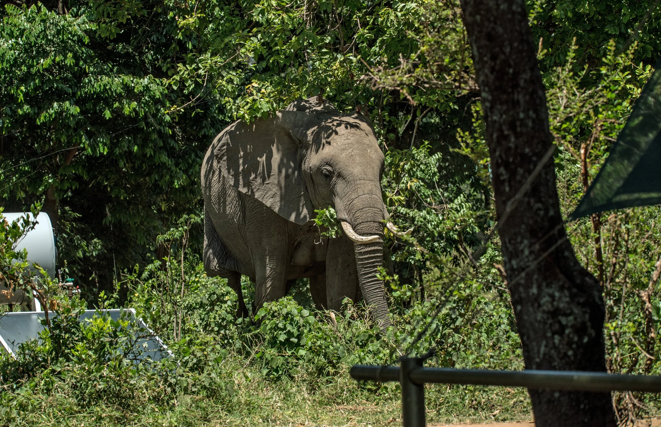 Elephant takeover: the first of the elephants initiating a take over of the camp at Little Governors, Masai Mara. Photo by David Clode on Unsplash