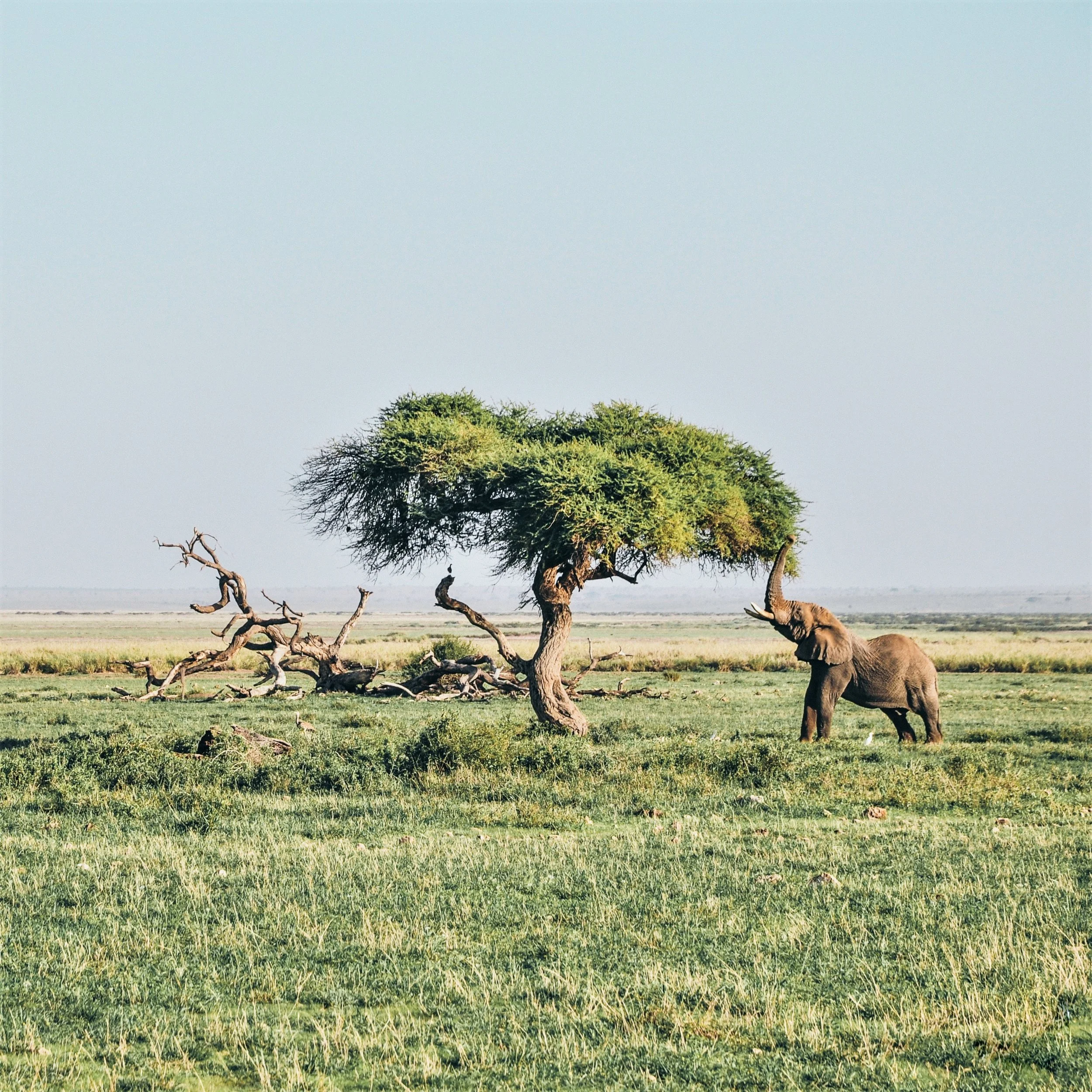 Amboseli National Park, Kenya . Photo by Harshil Gudka on Unsplash