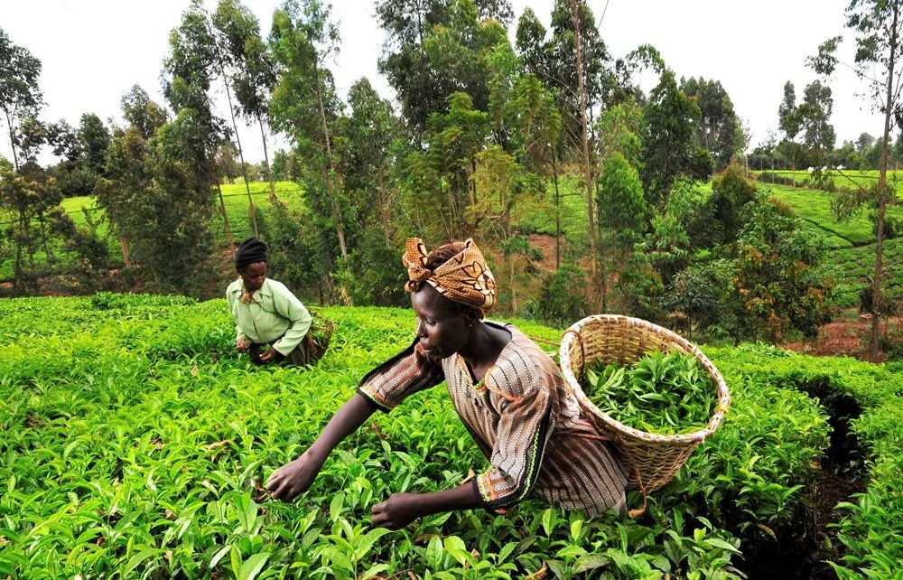Tea pickers in Kenya’s Mount Kenya region. The Mount Kenya Elephant Corridor (MKEC) reconnects a 14km traditional elephant migratory pathway between Laikipia and Samburu dramatically reducing human-elephant conflict.