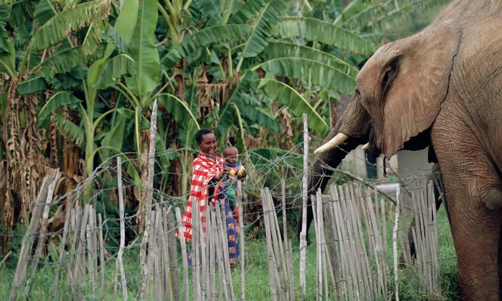 A mother and child watch an elephant over a protective fence set up by their community in Kenya © WWF-UK Story via Africa Geographic.