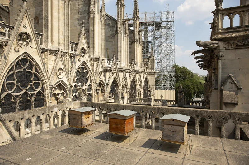 The beekeeper Nicolas Geant settled three hives on the roof of the sacristy of Notre Dame. via CNN