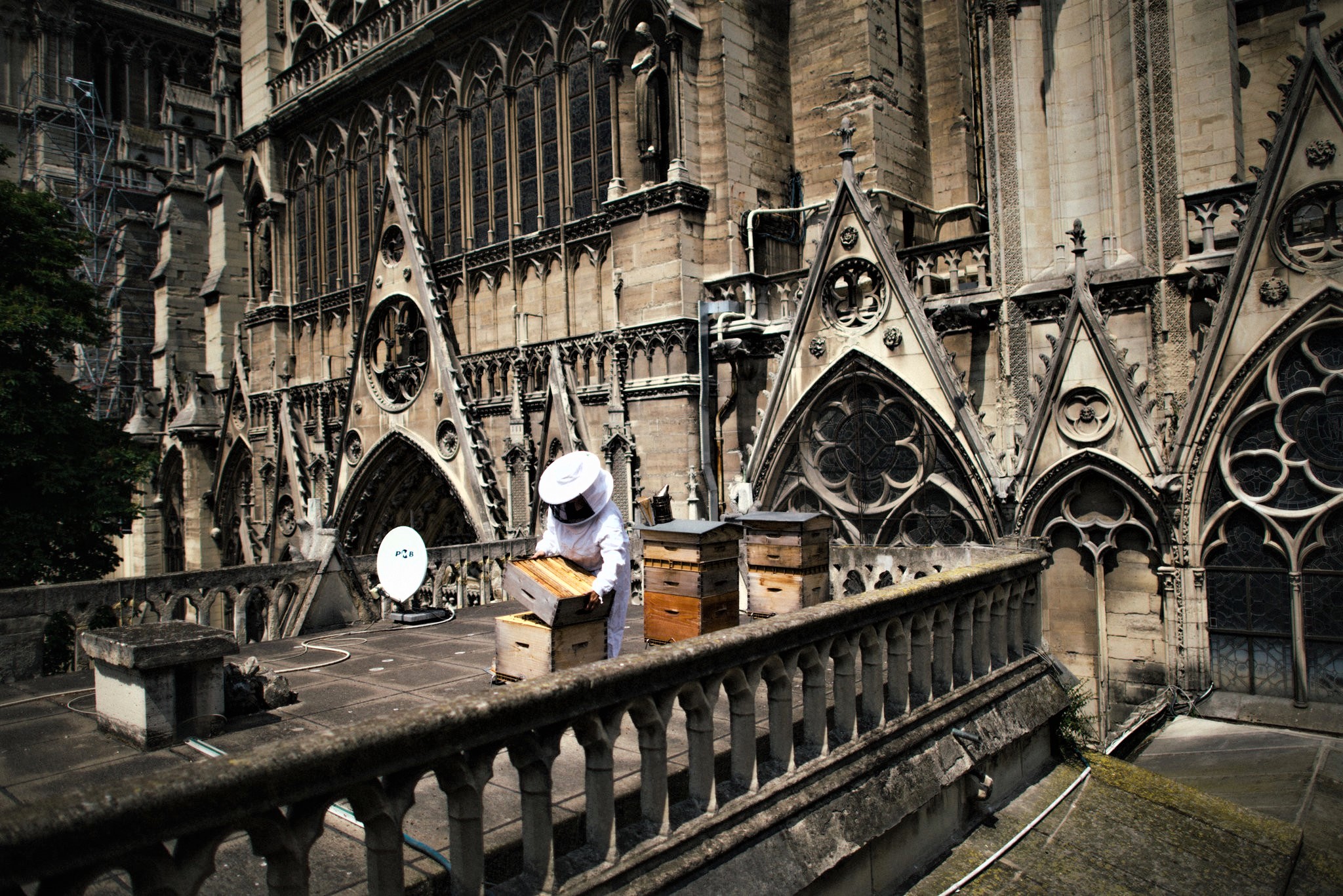 Sibyle Moulin, a beekeeper, tending to hives on the roof of Notre-Dame. Image: Dmitry Kostyukov for The New York Times