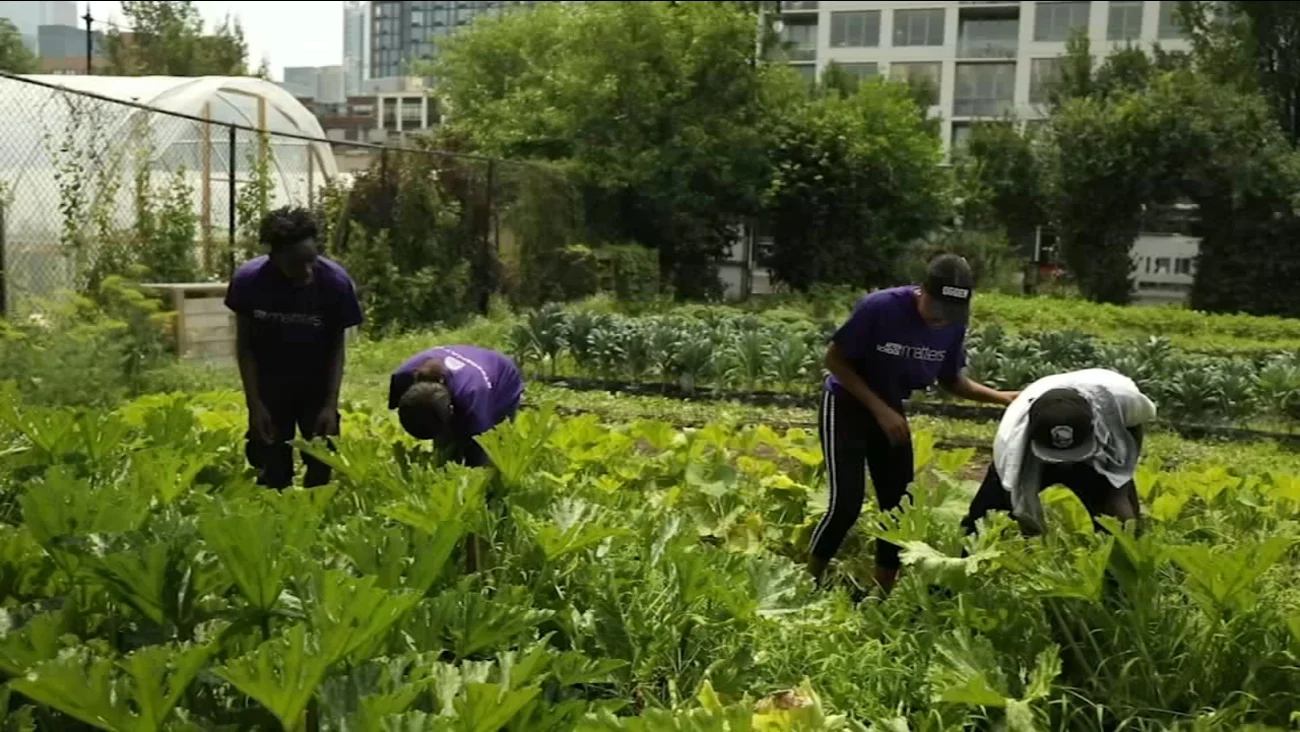 Newsviews: Chicago urban agriculture ABC News