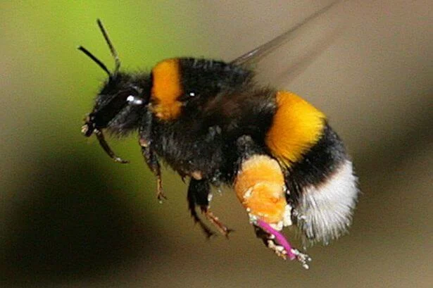Bumble-bee-research.jpg