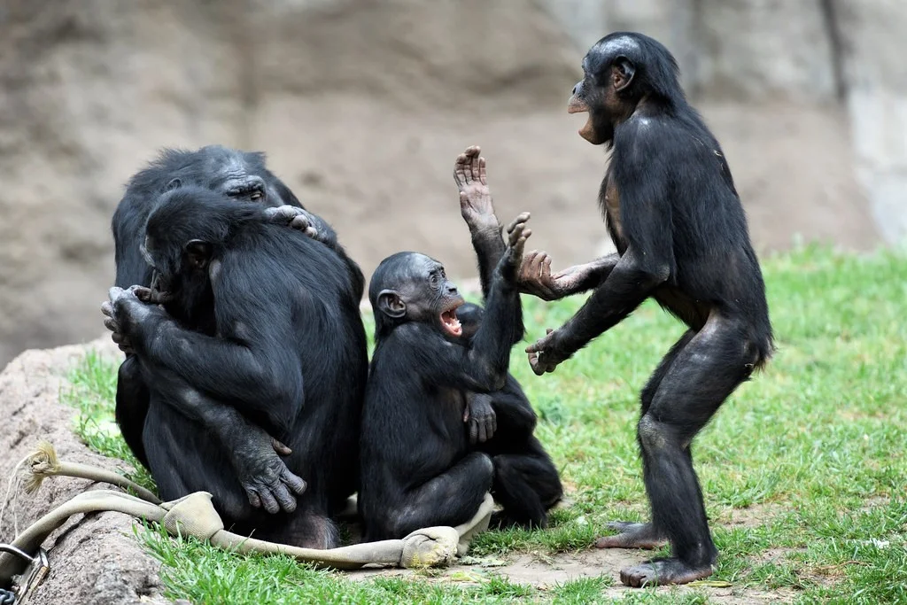 Bonobos Playing Pattycake by Eric Kilby @ Flickr