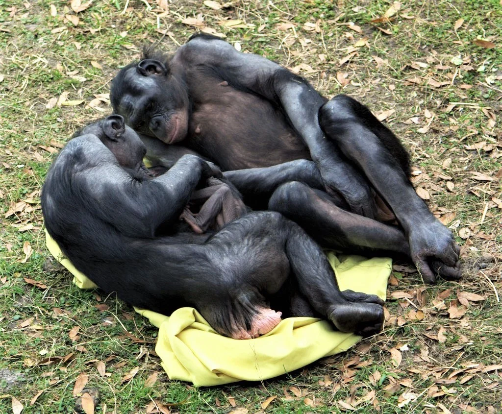 Bonobos Adoring Baby by LaggedOnUser @ Flickr.