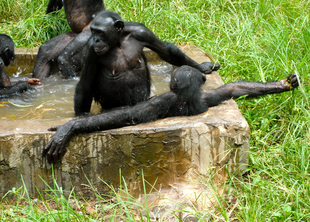 Bonobos Doing What They Do by Greg @ Flickr