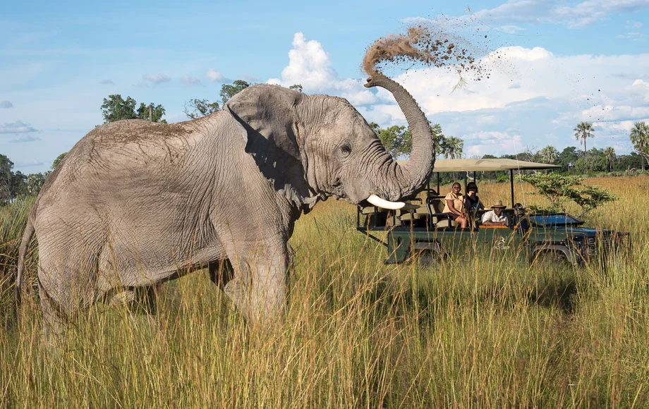 An elephant in the redesigned Jao Camp, in Botswana Image via African Wildlife Safaris Australia.