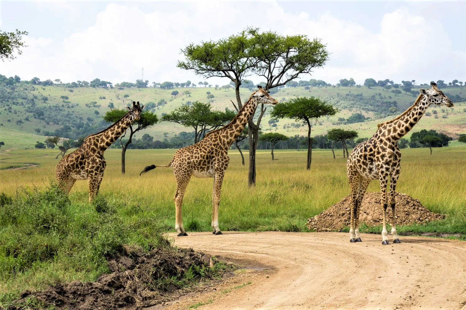 Giraffes at Masai Mara National Reserve, Kenya. Photo by Julie Wolpers on Unsplash