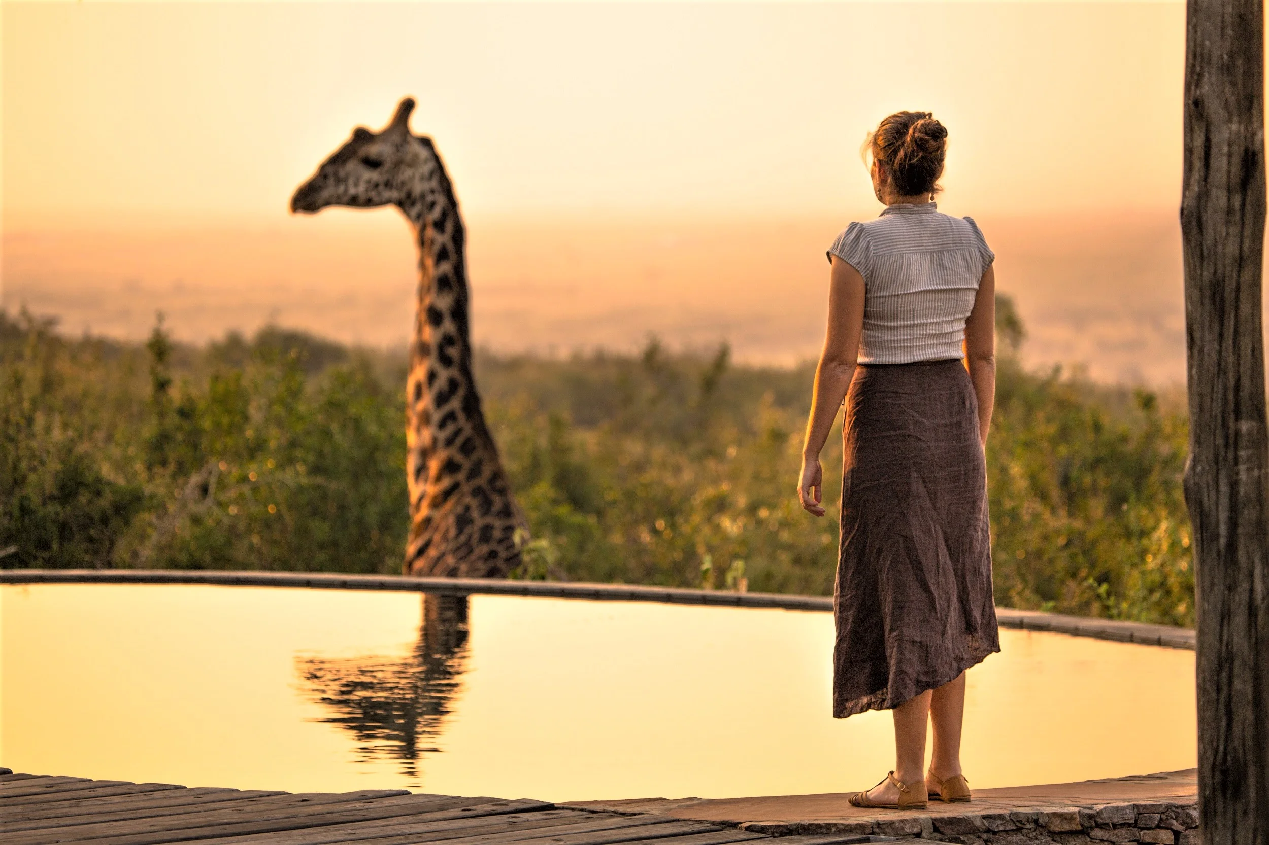 Photo taken at Mara Bushtops in Masai Mara, Kenya. Mara Bushtops conserves a large amount of land outside the national reserve which has resulted in wildlife population increases. This Giraffe, Called Harry comes right in to the resort and was very lucky to capture this special moment of my beautiful girlfriend standing by the swimming pool saying hello to Harry the Giraffe. Image by Robin Stuart on Unsplash