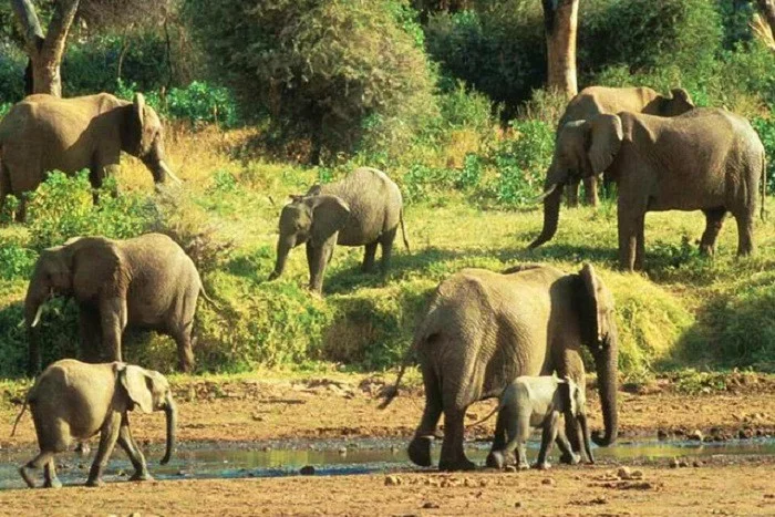 Elephants in Angola via ANGOP (Agencia Angola Press)