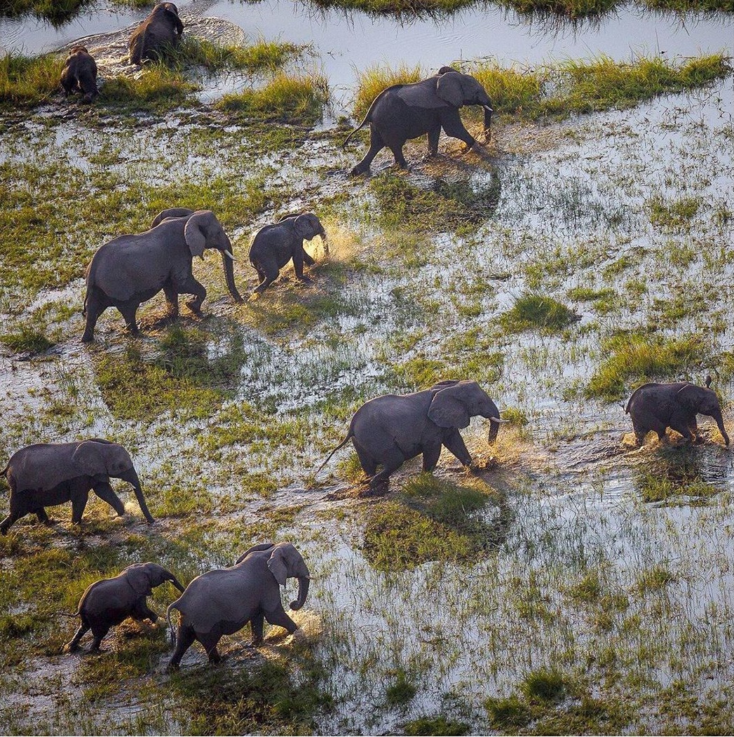 Elephtants in the Okavango Delta. Image by Cory Richards and John Hilton.