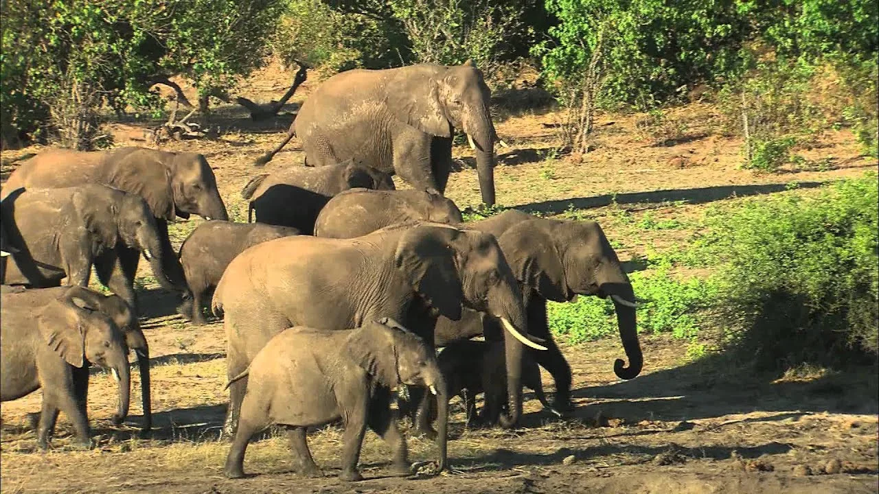 Elephants in Botswana