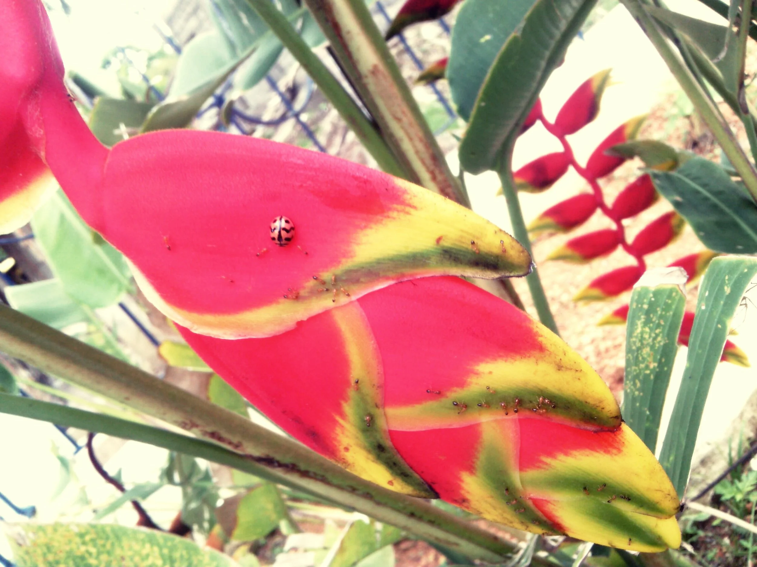 Flora and fauna of North Andaman. Wiki Media, CC by