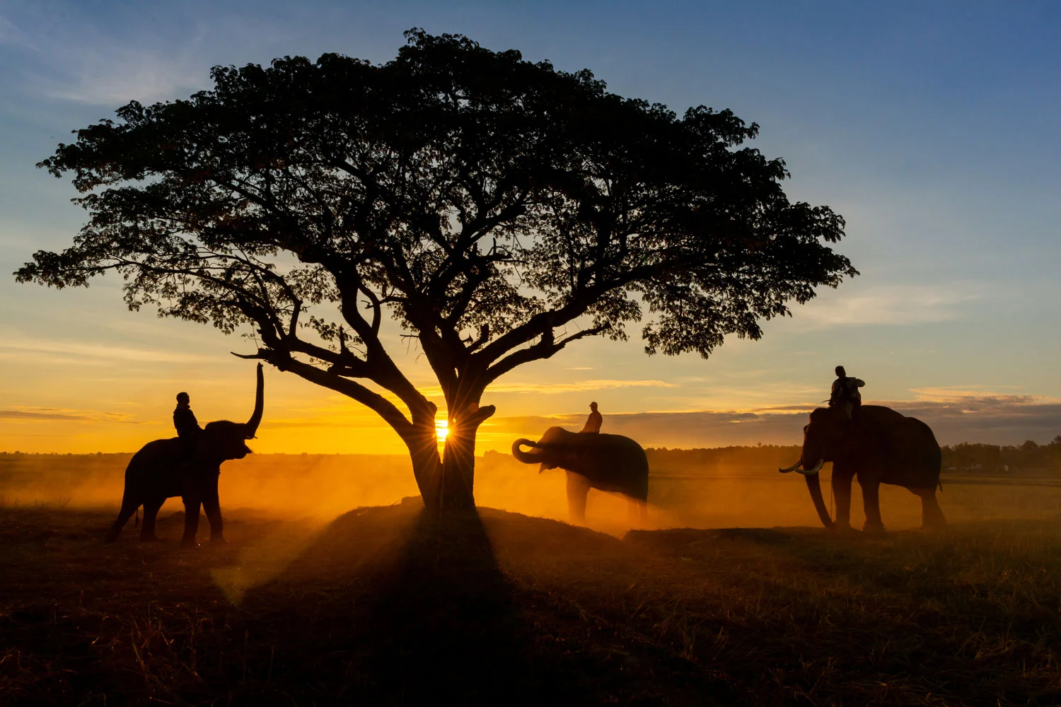 Marula-tree-South Africa.jpg