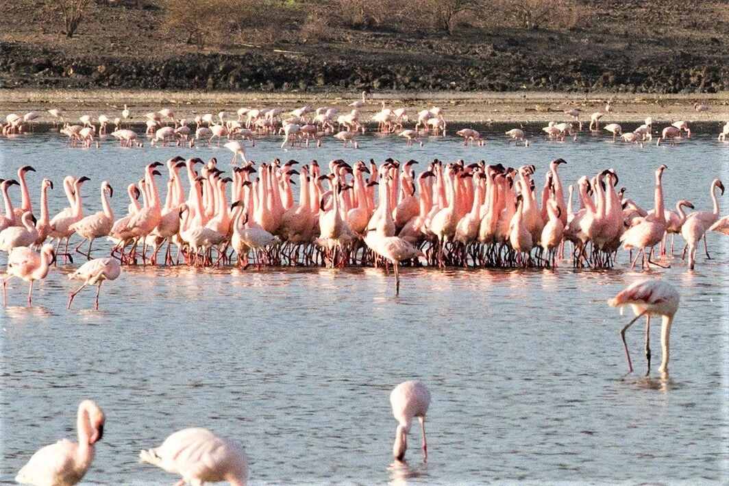 Shompole-Wilderness-Flamingos.jpg