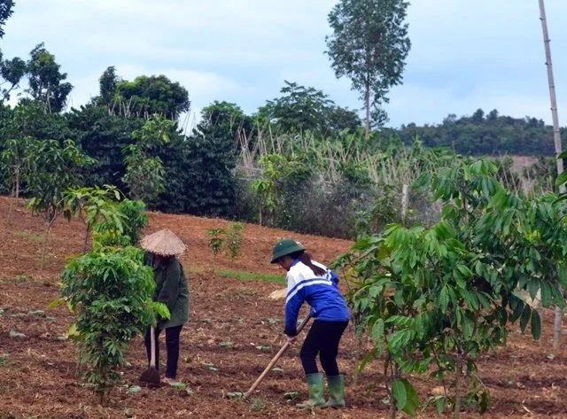 Farmers in northern Viet Nam establishing an agroforestry system of longan trees intercropped with pumpkin. Photo: World Agroforestry Centre/Tran Ha My