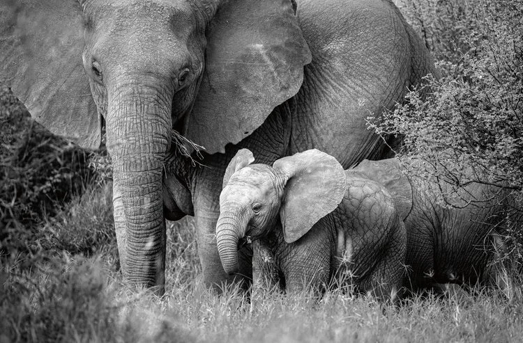 AFRICAN ELEPHANTS PHOTOGRAPHED BY SUSAN MCCONNELL.