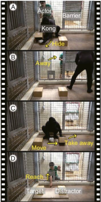 Great Apes show state of mind in updated study experience 9-2019.jpeg