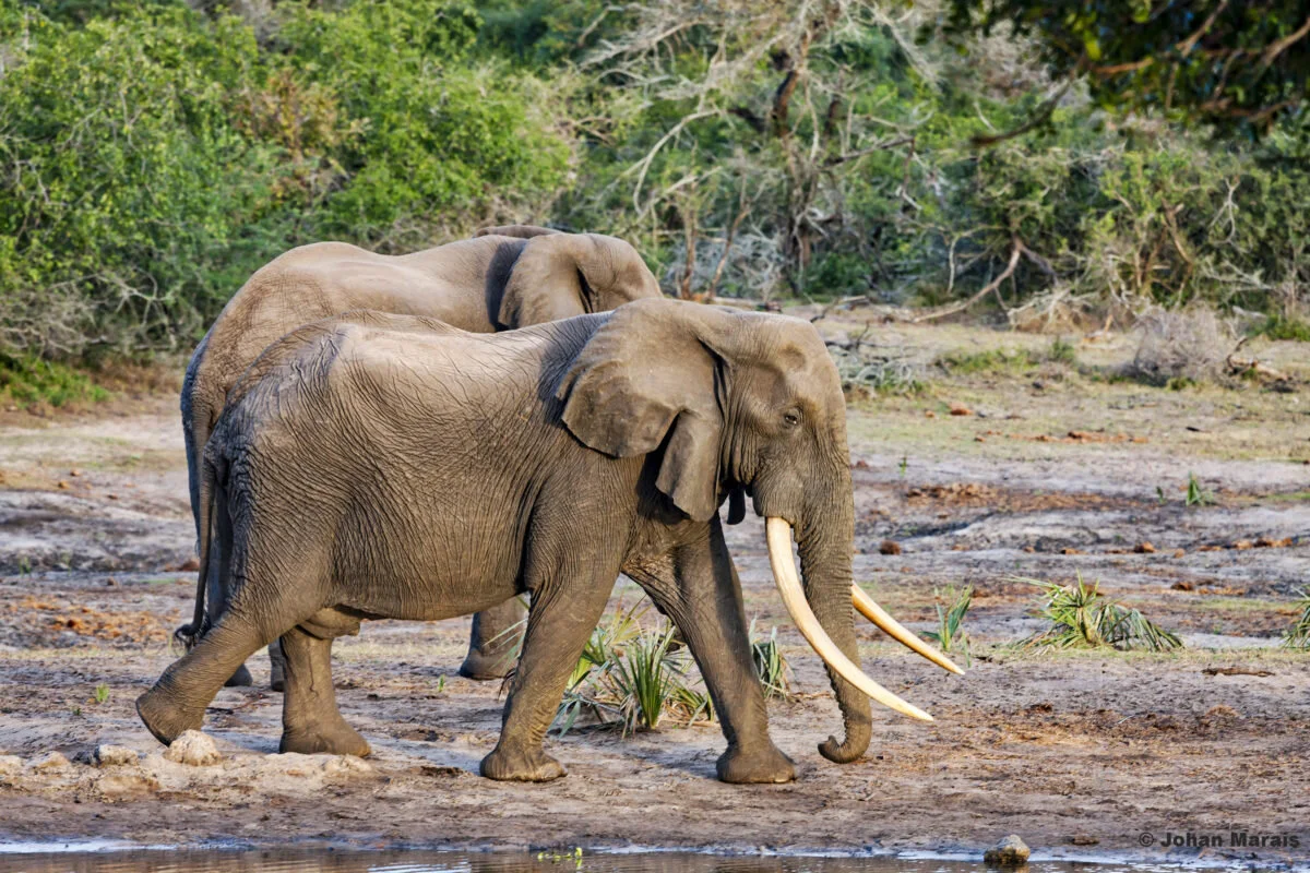 Eight of Africa’s remaining 30 “big tuskers” live in South Africa’s Tembe Elephant Park Photo courtesy Monica Klopper