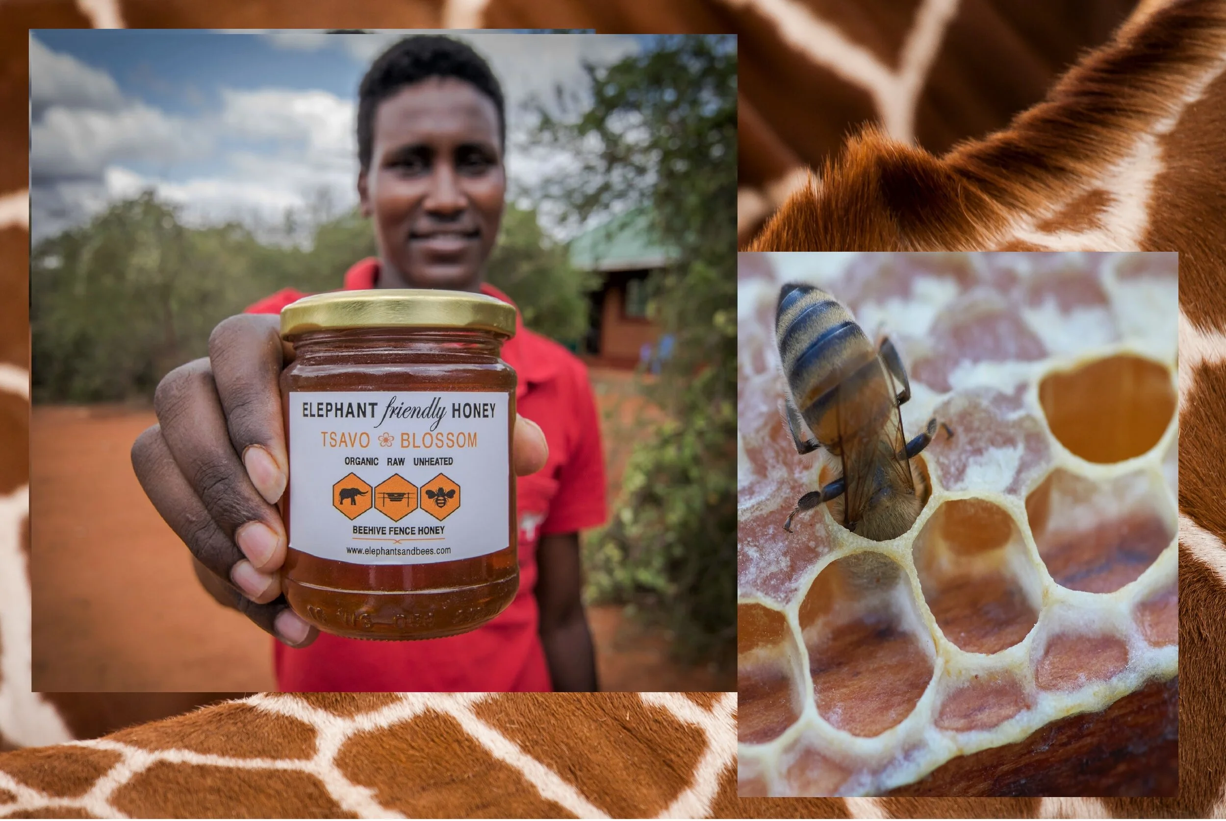 Elephant-friendly-honey-Kenya.jpg
