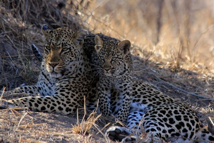 Londolozi-Leopard-and-cub.jpg