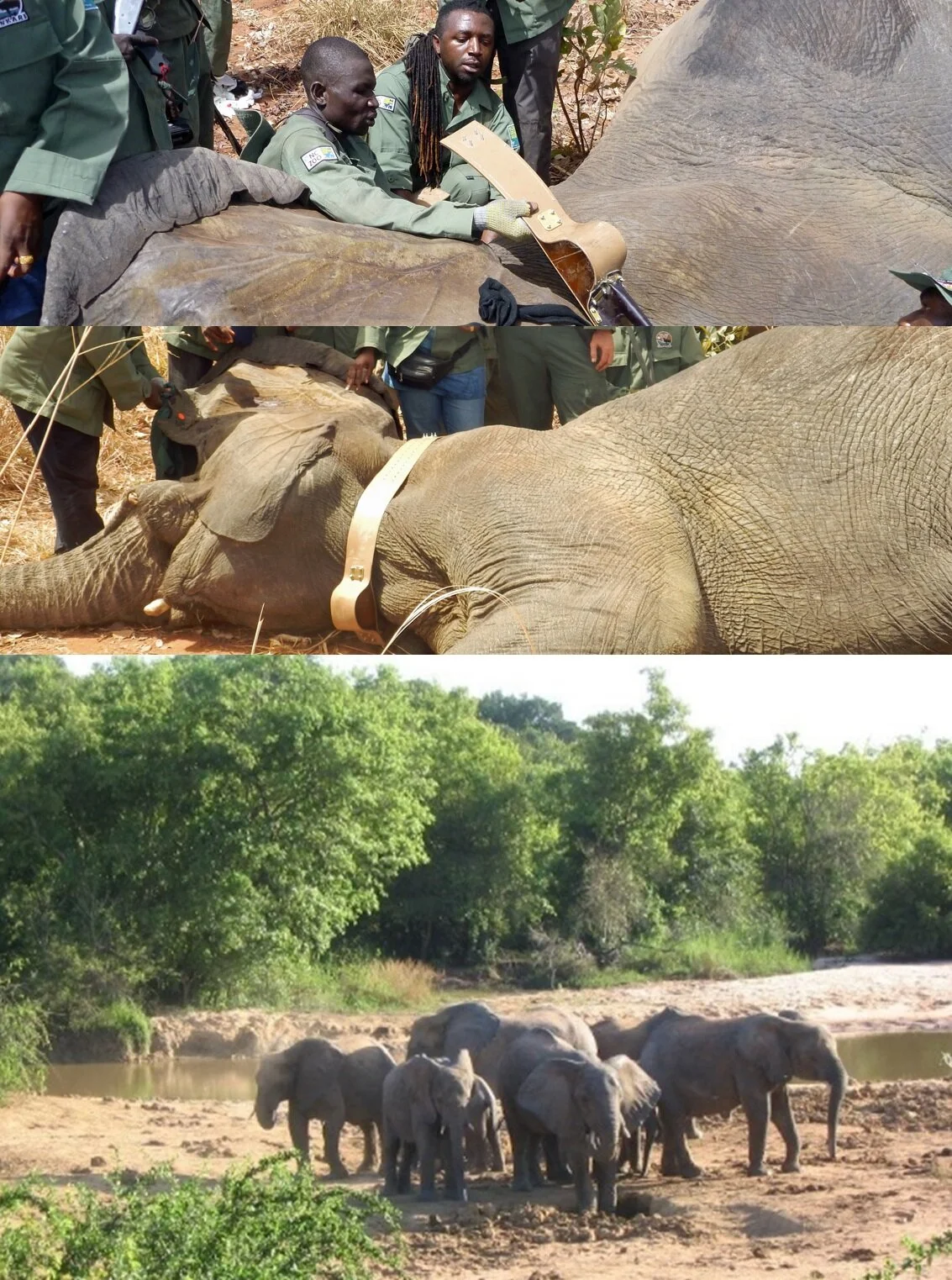 Collaring elephants in Nigeria Yankari National Park.jpg