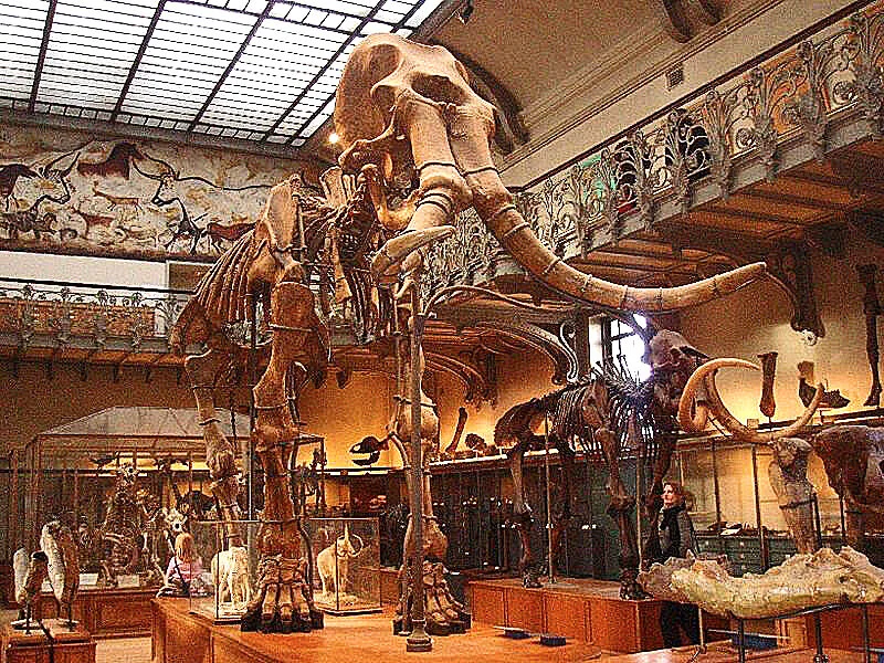 Two mammoth skeletal mounts on exhibit at the French National Museum of Natural History in Paris: a southern mammoth , Mammuthus meridionalis, and a woolly mammoth ( Mammuthus primigenius ). via Wiki commons by Ghedo.