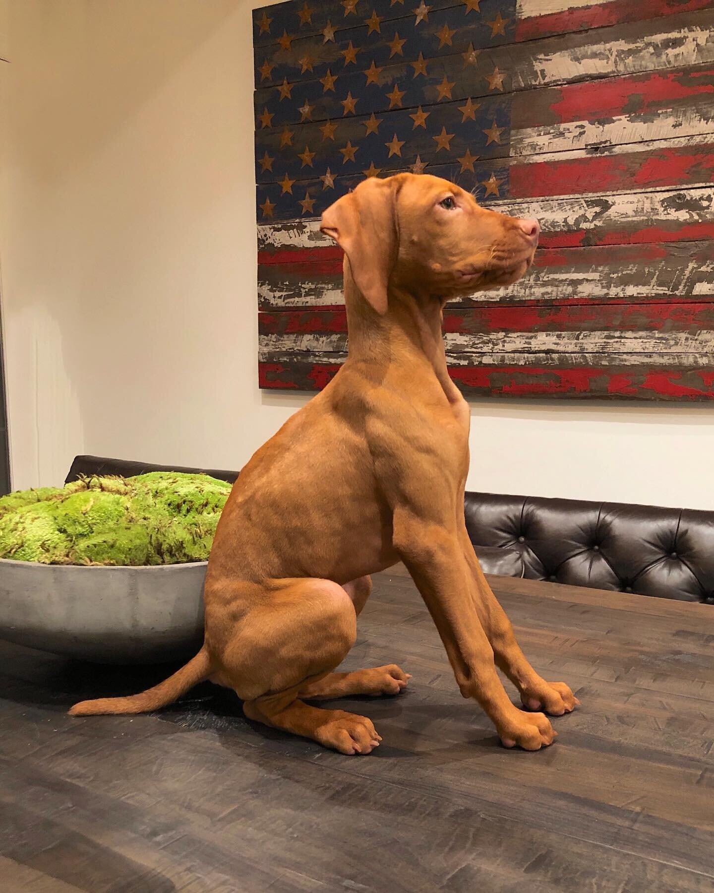Kate Bock’s dog Vestry via FB.