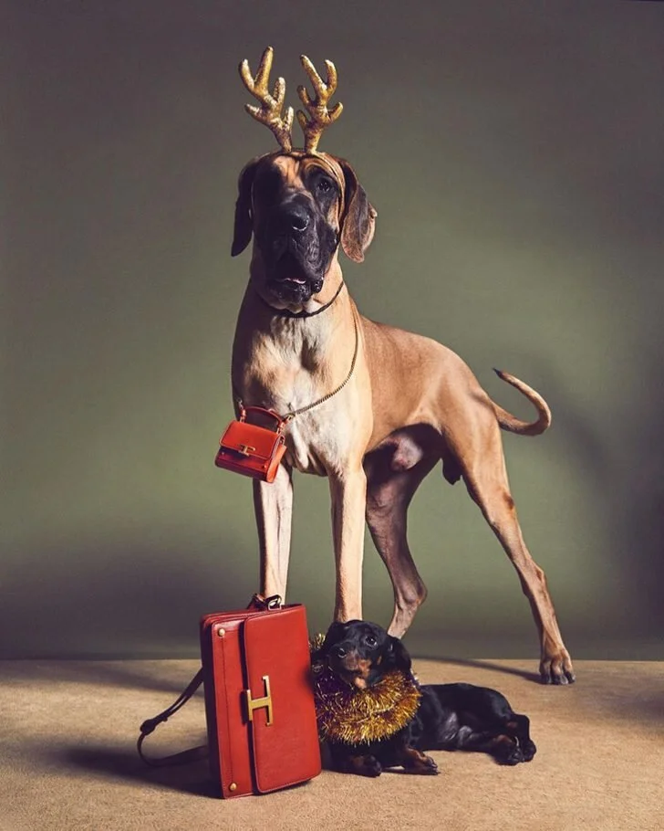 Tod's 'A Pawfect Holiday' Campaign (7).jpg