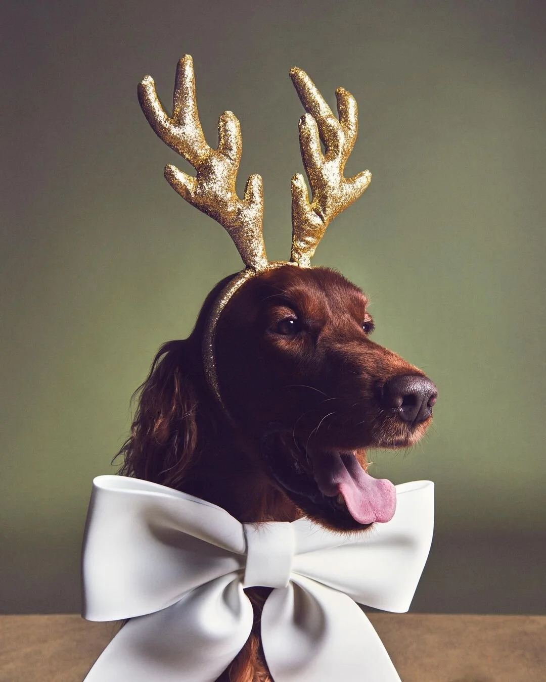 Tod's Pawfect Christmas 2020-16.jpg