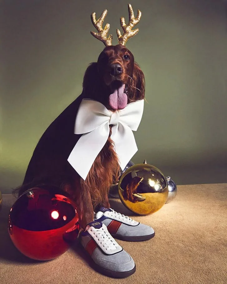 Tod's 'A Pawfect Holiday' Campaign (2).jpg