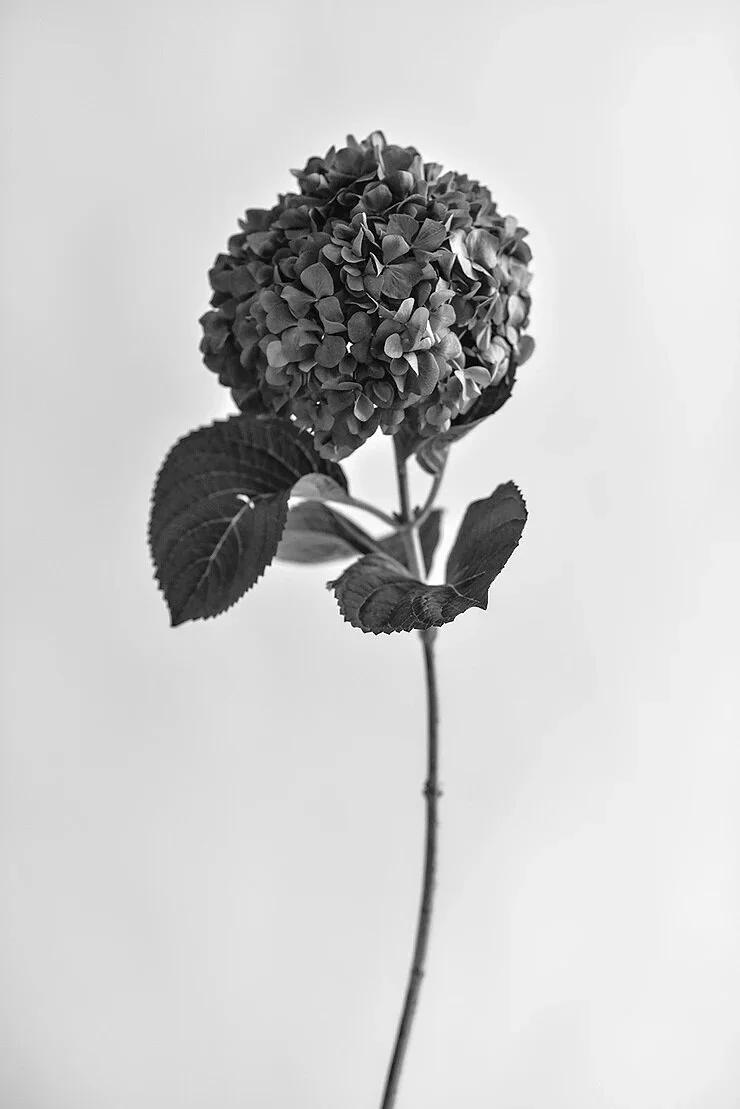 Flowers Joy Van Der Eecken by Mathieu Puga (2) -2.jpg