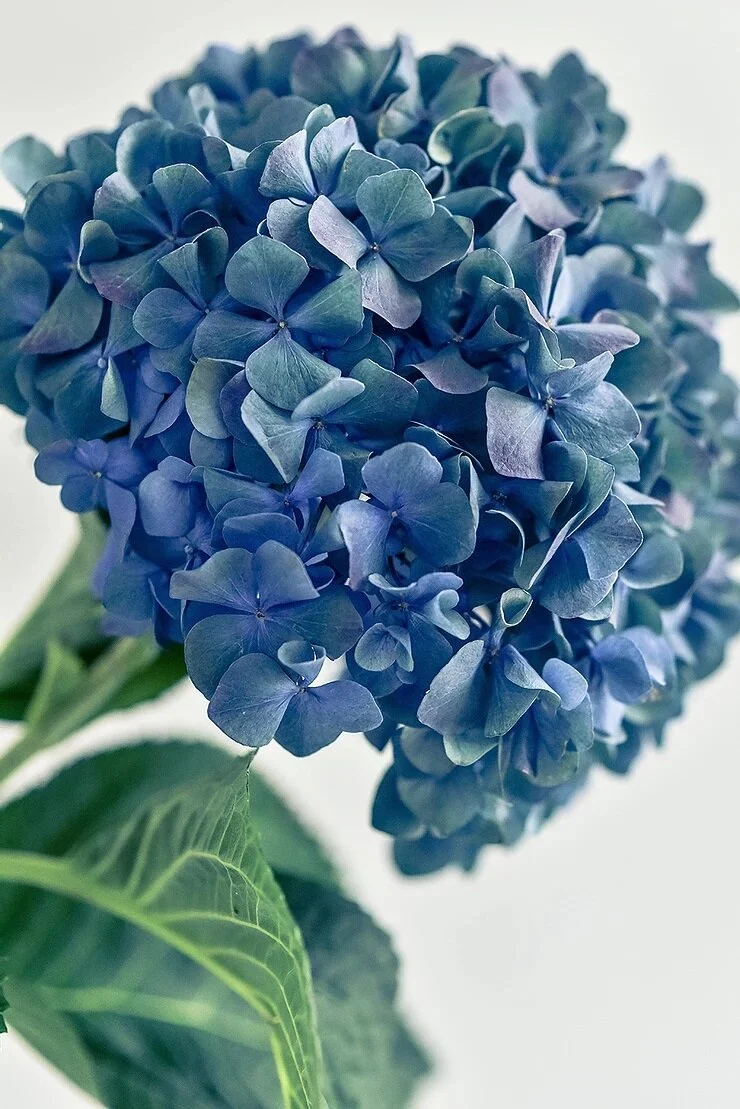 Flowers Joy Van Der Eecken by Mathieu Puga -1-2.jpg
