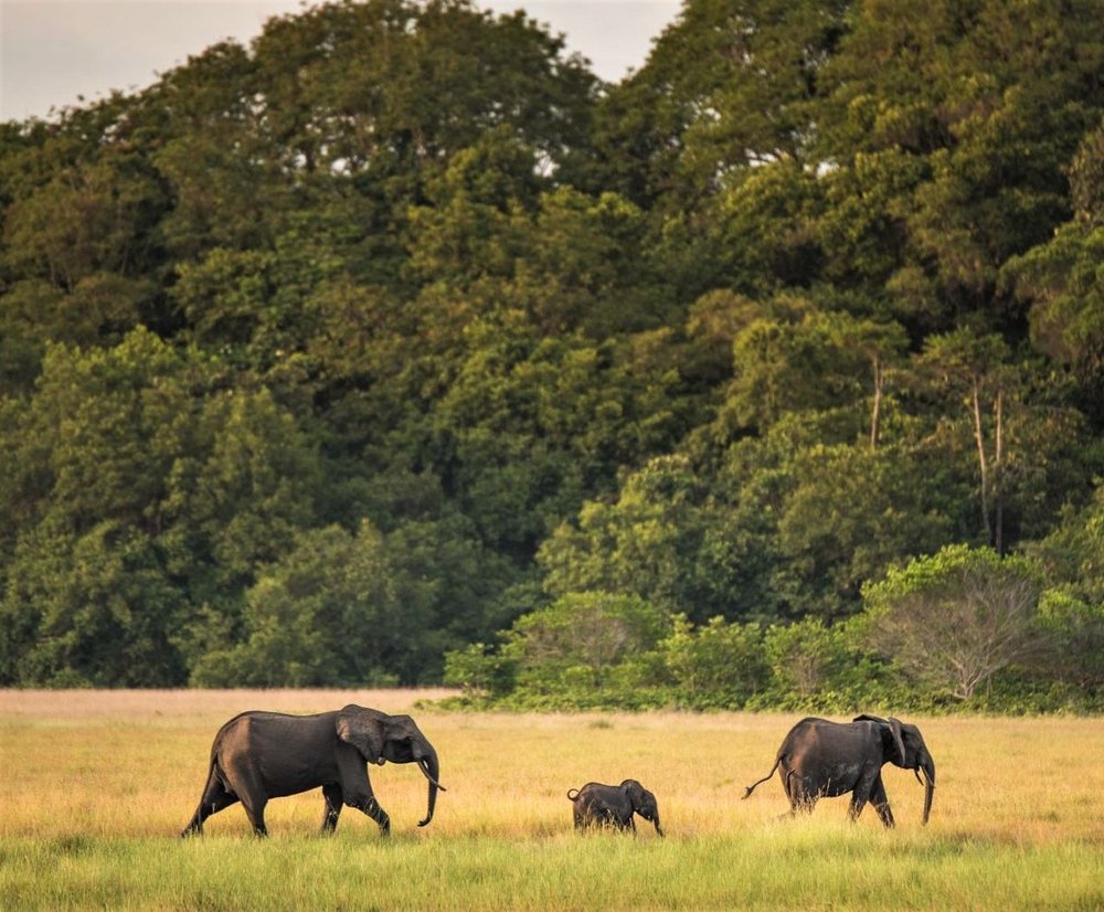 Forest-elephants-of-Gabon.jpg