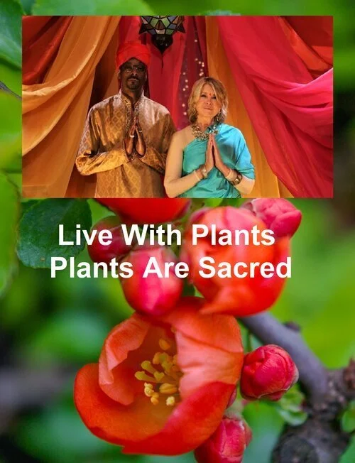 Fake Poser Plants vs the Health and Wellness Benefits of Real Plants