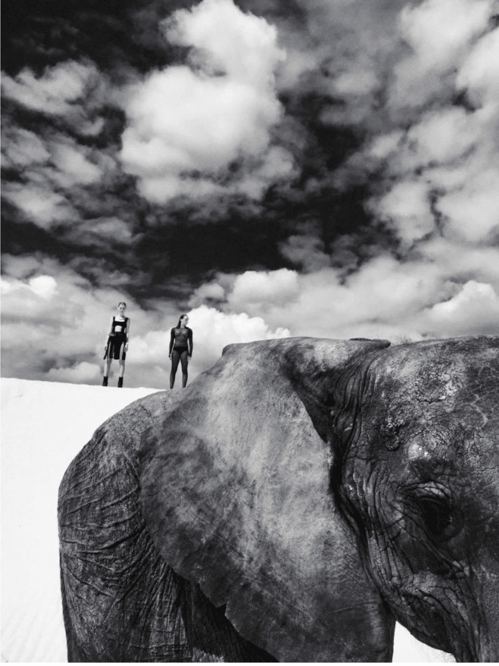 La-Reine-Des-Sables-Elephants-Koto-Bolofo-Numero-16611.png
