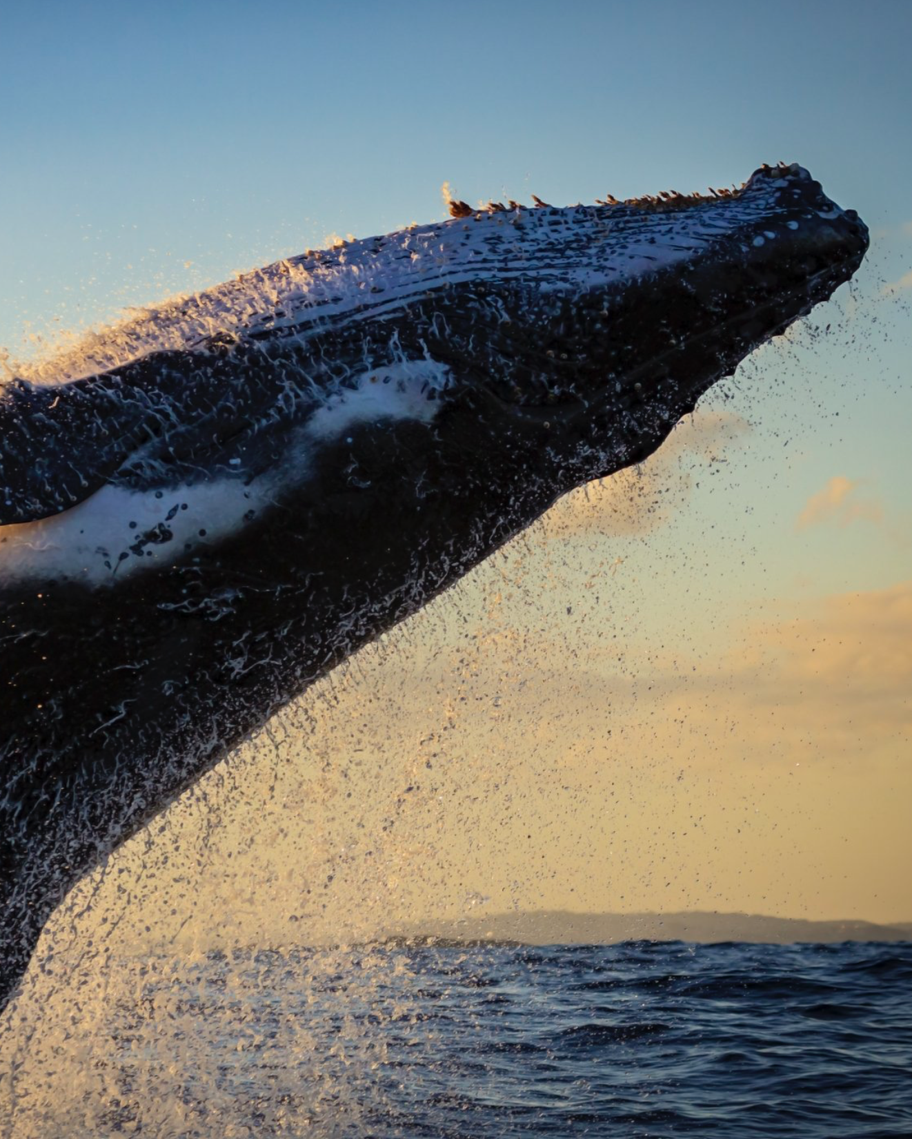 Revered in Ancient Cultures, Whales Were Hunted Worldwide by Man’s Desire for Dominion Over Nature