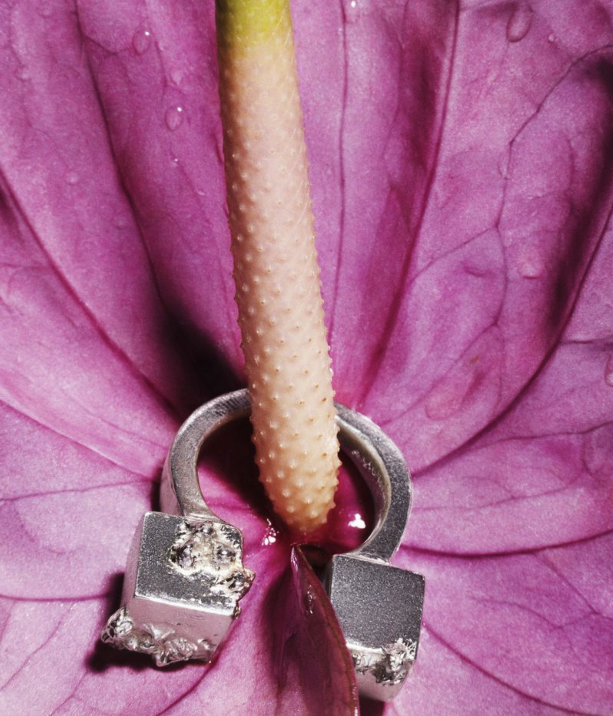 Alina-Gross-'Craving'-Jewelry-Story-for-Gorila-Spain-October-2025-7.png