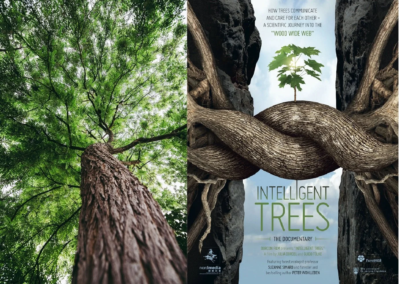 Tree Roots Communication Botanists and Mycologists Understand Nature's Global Communication ...
