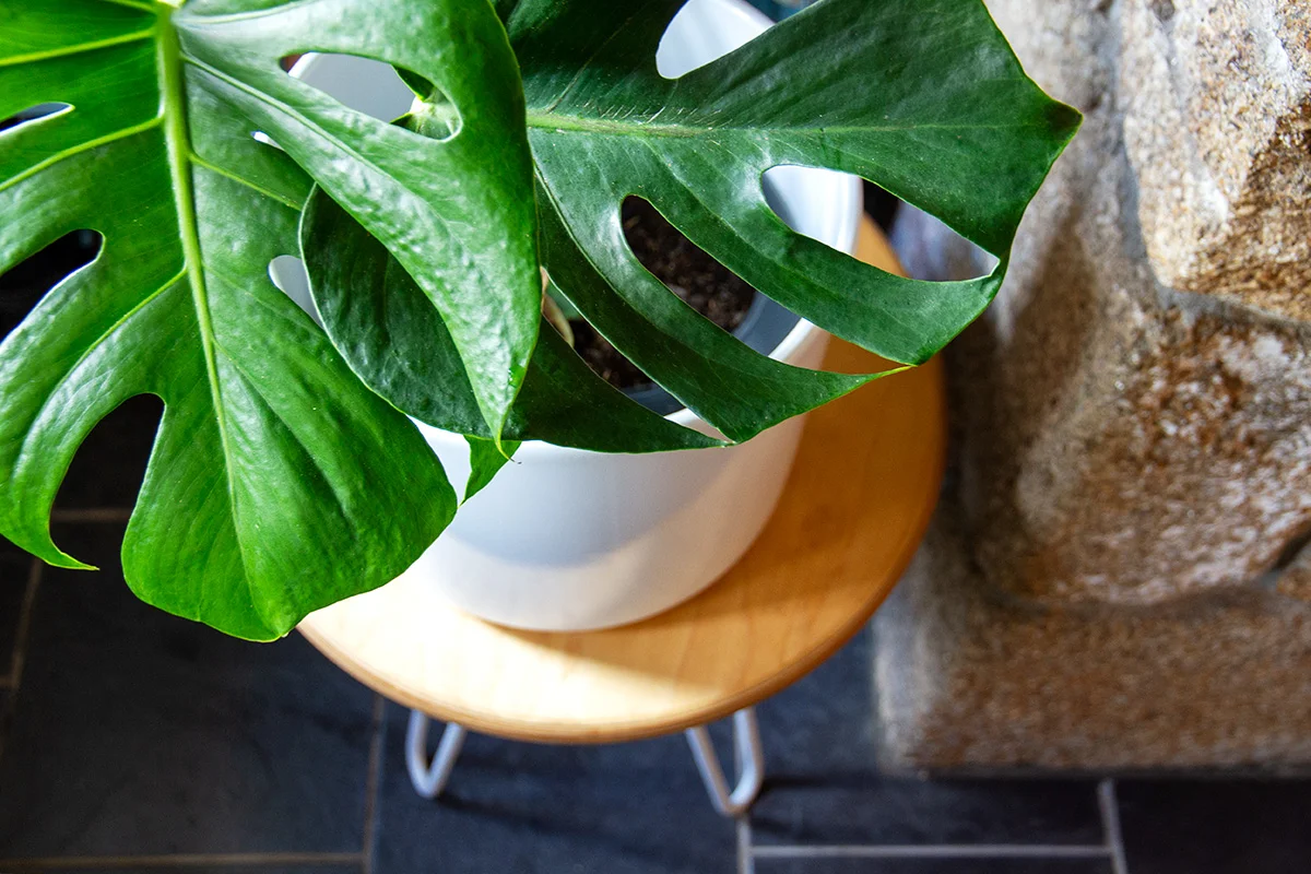 Cord_Industries_hairpin_leg_sidetable_slate_floor_monstera_web.jpg
