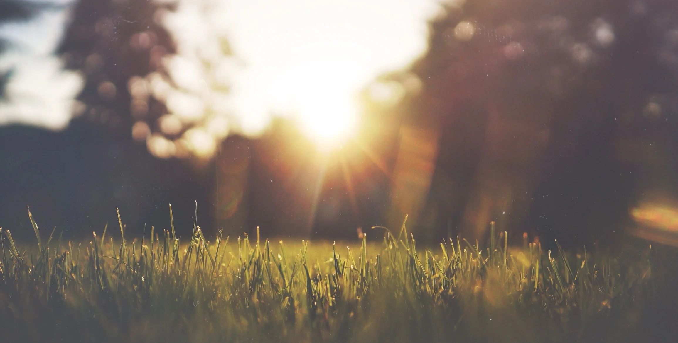 dawn-nature-sunset-trees.jpg