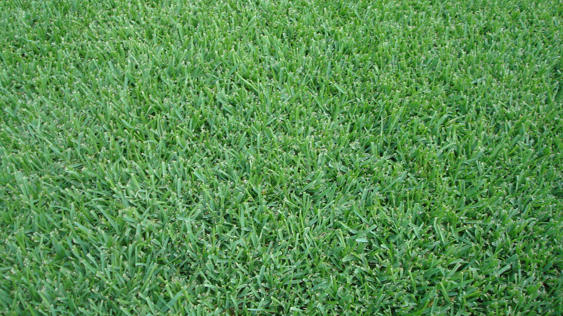 Grass.jpg