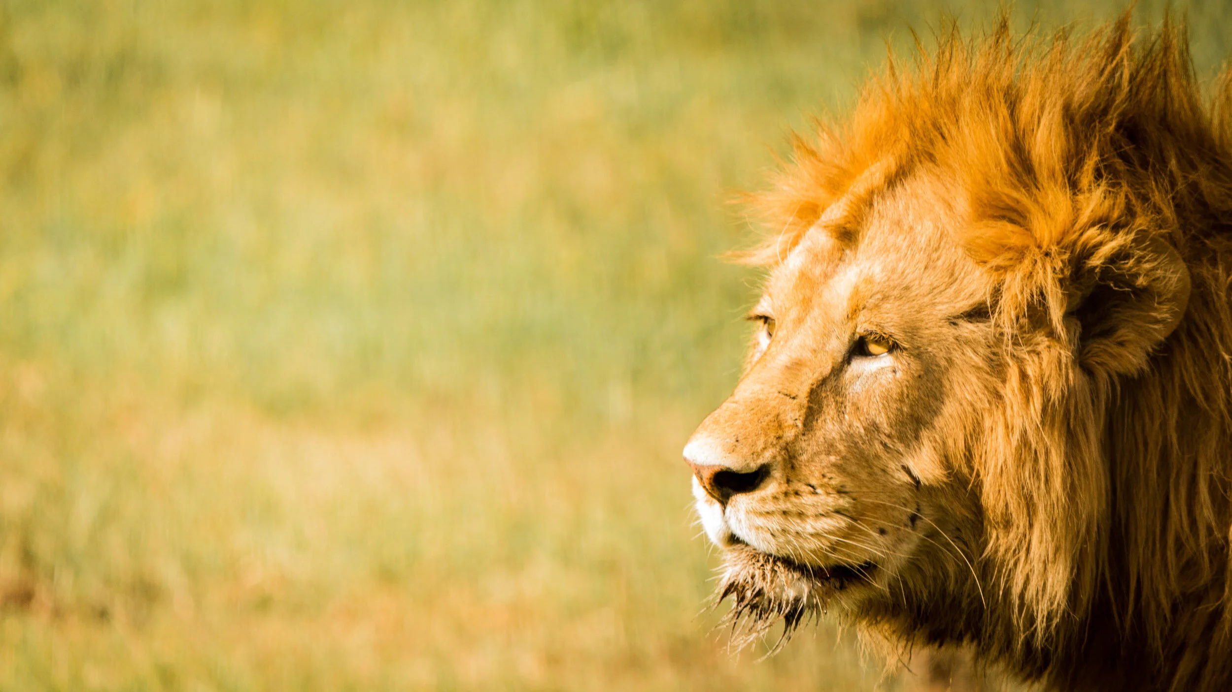 How to Choose a Memory Card for Safari and Wildlife Photography